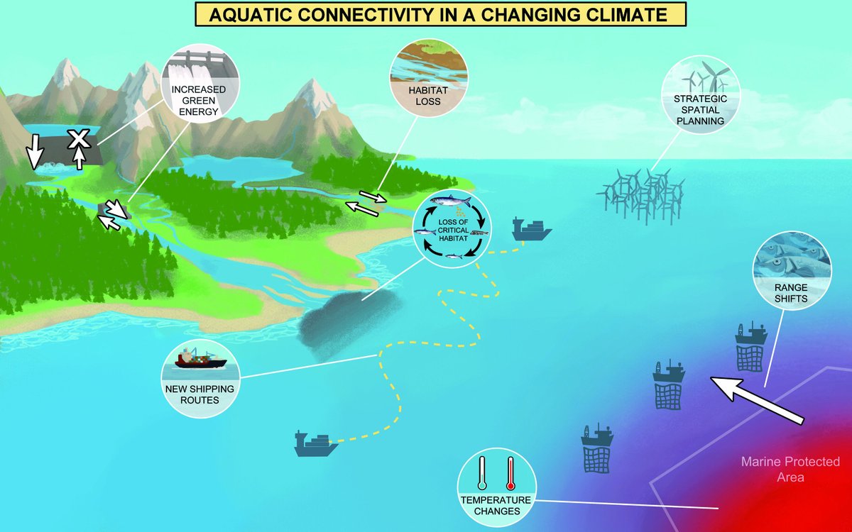 #JFB: Aquatic connectivity: challenges and solutions in a changing climate doi.org/10.1111/jfb.15… #FishSci <a href="/veli_stoilova/">Velizara Stoilova</a> <a href="/AM_GlezFerreras/">Alexia M. González Ferreras</a> <a href="/RittwegTimo/">Timo Rittweg (otolitimo.bsky.social)</a> <a href="/r_mawer/">Rachel Mawer</a> <a href="/tea_basic/">Tea Basic</a> <a href="/CatieGR/">Dr Catie Gutmann Robert</a>