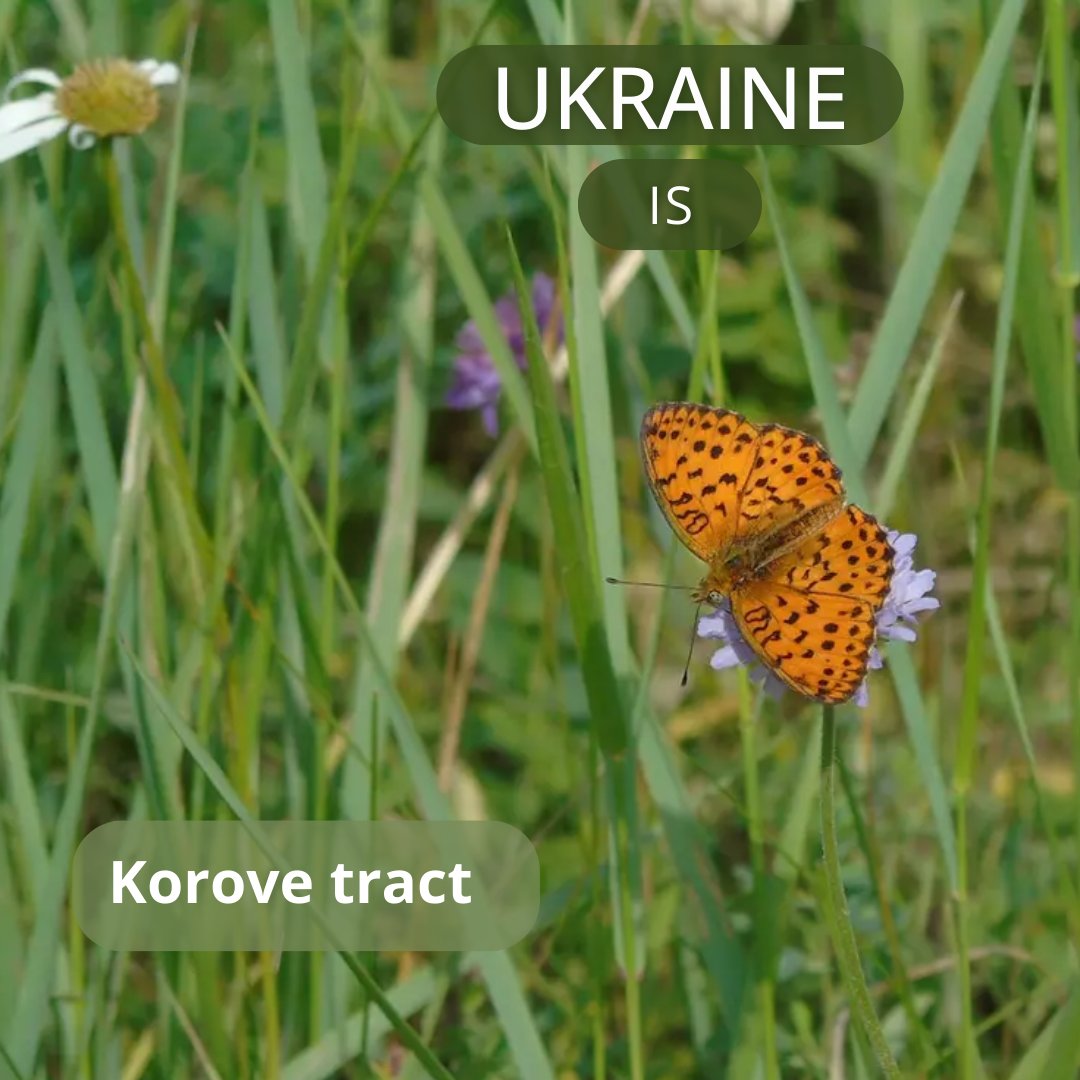 🇺🇦#Ukraine has created a new nature reserve, the Korove tract, where about 150 rare species of plants, invertebrates and birds have been found. The tract is important for the #conservation  of #biodiversity  in the face of growing anthropogenic pressure on natural #ecosystems.