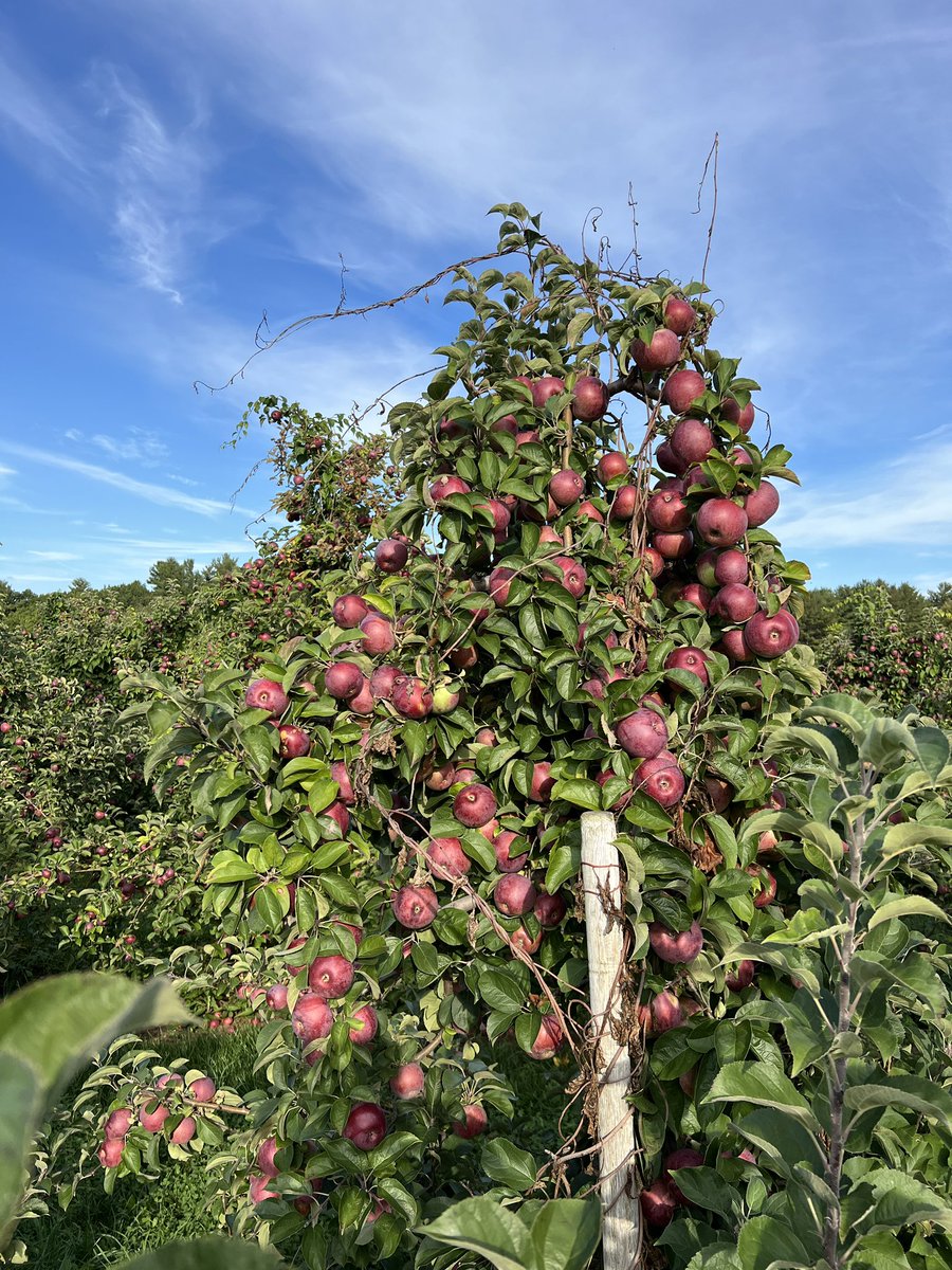 Bumper crop (definition): a very large crop, or larger than expected crop. #NHapples #pickyourown #applesfordays