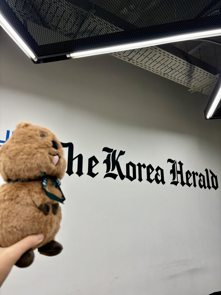 ArinWrites's tweet photo. Spotted at @TheKoreaHerald office, a #quokka🐻 happily reading the newspaper https://t.co/GeqAXa3yA5