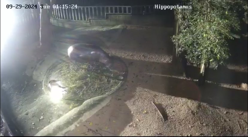 noa_vail's tweet photo. @doggtism I was watching the moo deng live stream, and as she was sleeping one of the workers came and shined a flashlight directly in her face https://t.co/7XMPs0QY40