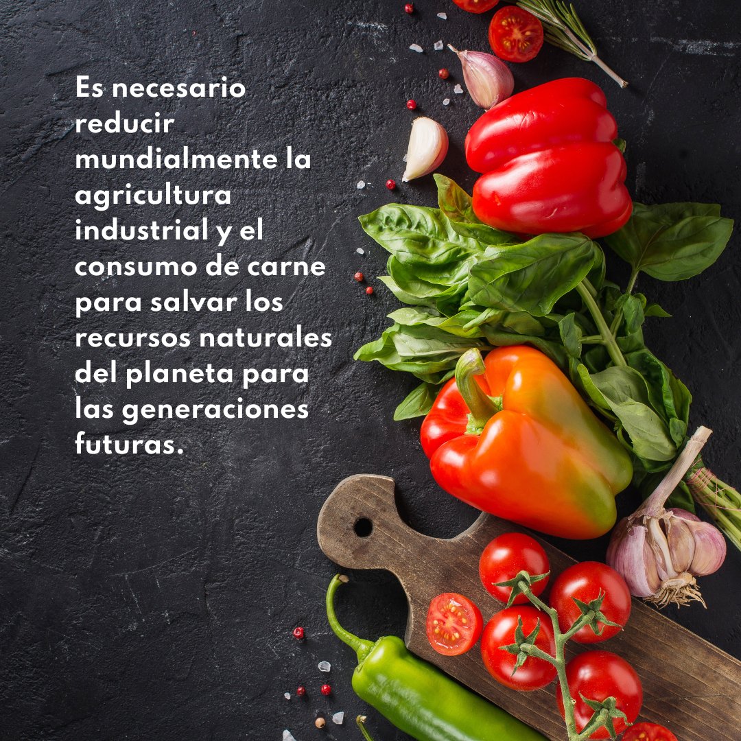 JaneGoodallEspa's tweet photo. ⚠️ El elevado consumo de carne 🥩 en las sociedades modernas se está convirtiendo en un problema cada vez mayor debido a su impacto en el medio ambiente 🌳, los animales 🐮🐷🐔 y las personas 👫

#DíaMundialDelVegetarianismo #eatmeatless #octoveg https://t.co/26Gr3eQkWF