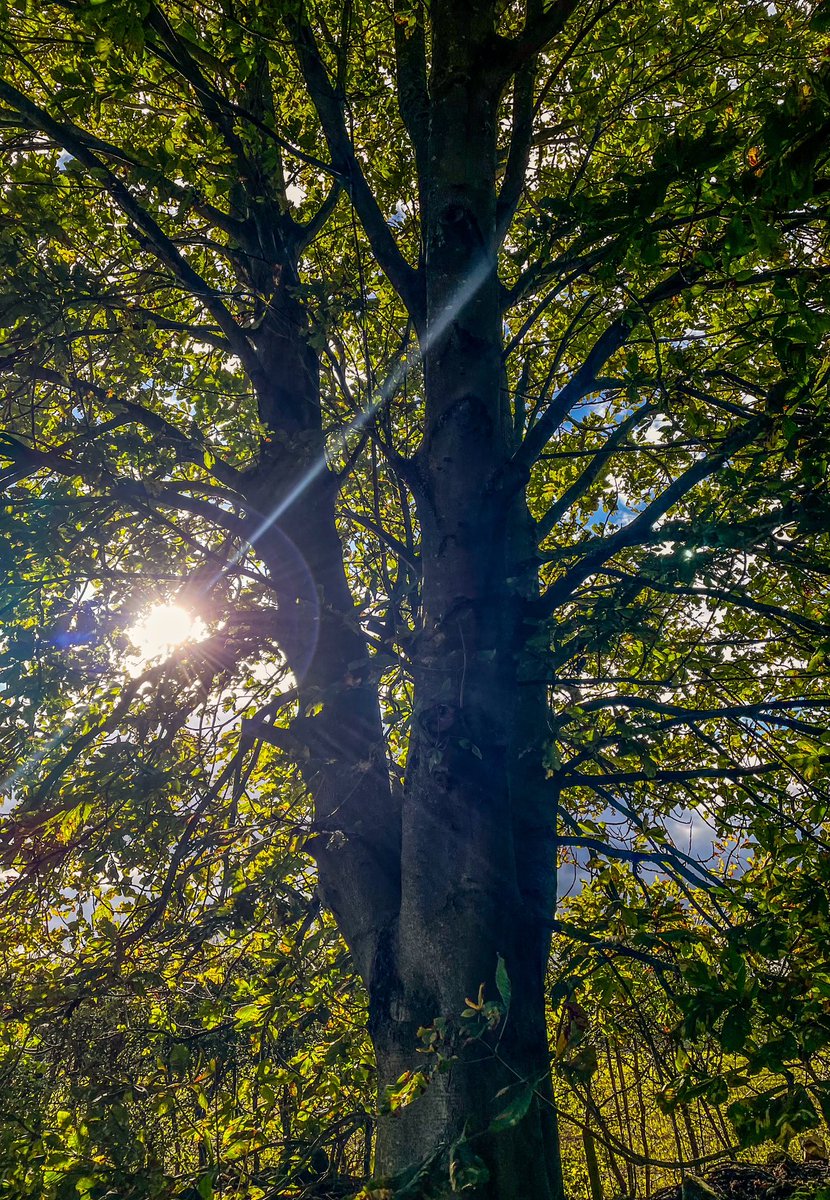 lanmijo's tweet image. Horse Chestnut tree, Solar path near York #thicktrunktuesday #conkers #conkerTree #treeClub #cyclepath #Sustrans