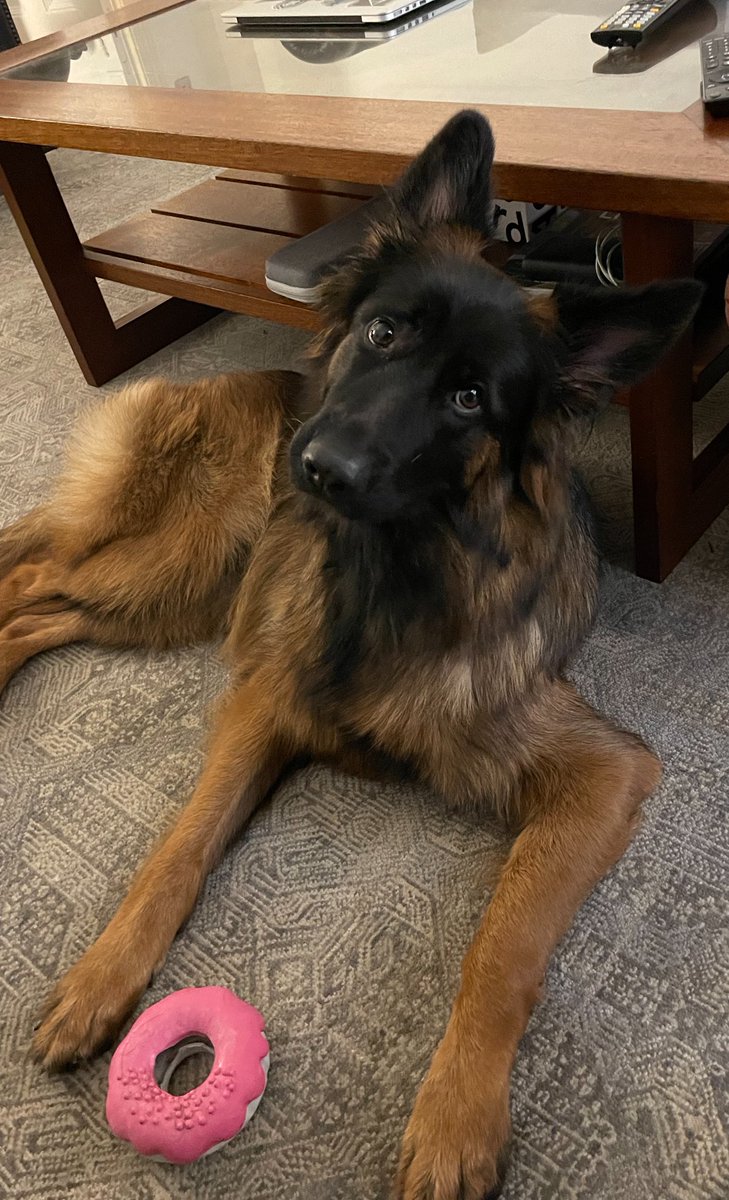 Hard to be as intimidating as you’d like to be while taking care of a pink doughnut.