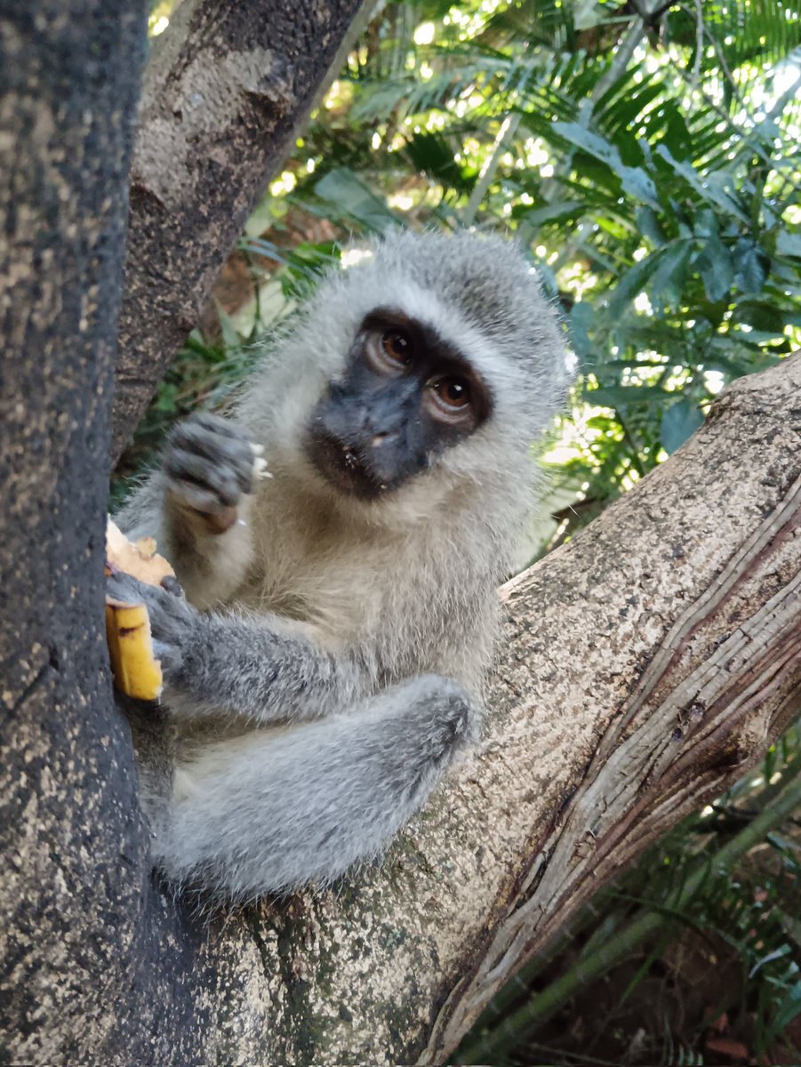 ladydebidebz1's tweet photo. Good morning, Munchkins! 🥰😎🥰
#SpecialVisitors
#SpecialFaces
#MustLoveMonkeys https://t.co/j6AjsCHd2i