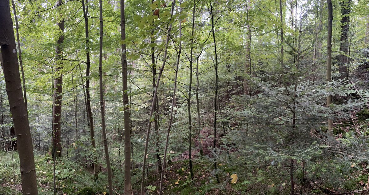 DerWaldmichel's tweet photo. Die Holzernte wird hier eine Herausforderung, da bereits auf der gesamten Fläche junge Bäume stehen. Diese wollen wir möglichst schonen, da sie die nächste Waldgeneration bilden.
#Dauerwald https://t.co/SSYuXU9uo5