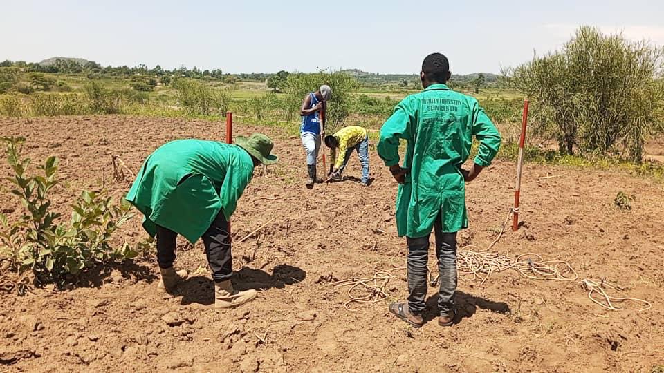Trinity Forestry Services Ltd (@forestrytrinity) on Twitter photo Professional Tree planting services and Forest contracting services.
Dial or whatsaap 0704989668
Or email trinityforestrys@gmail.com
And visit our website for more info. trinityforestry.org Professional Tree planting services and Forest contracting services.
Dial or whatsaap 0704989668
Or email trinityforestrys@gmail.com
And visit our website for more info. trinityforestry.org