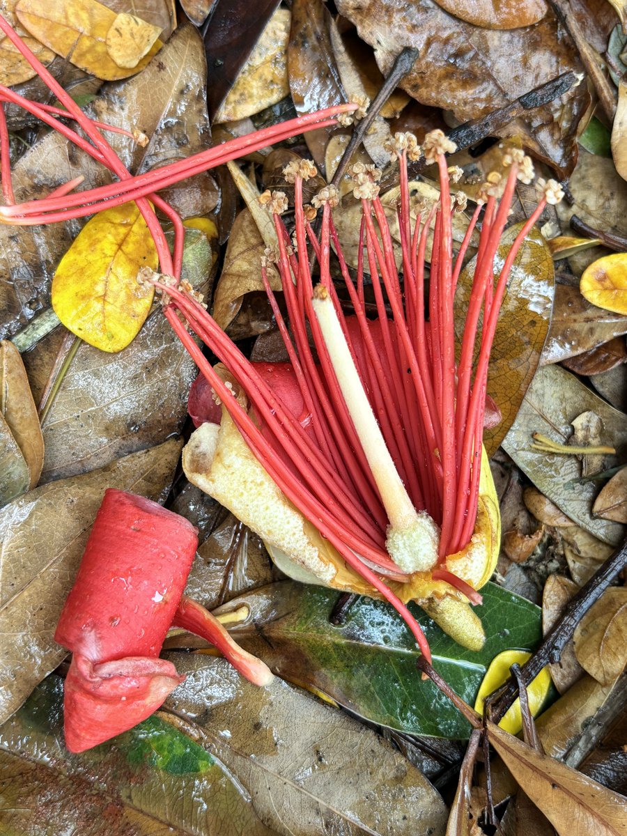 timutteridge's tweet photo. Durians in flower…large red flowers of Durio kutejensis (Hassk.) Becc. bursting out of the branches. Beautiful but giving off a somewhat stale durian smell. Opposite the iconic Bandstand at Singapore Botanic Gardens #durian @nparksbuzz https://t.co/Y7xs6qPkp5