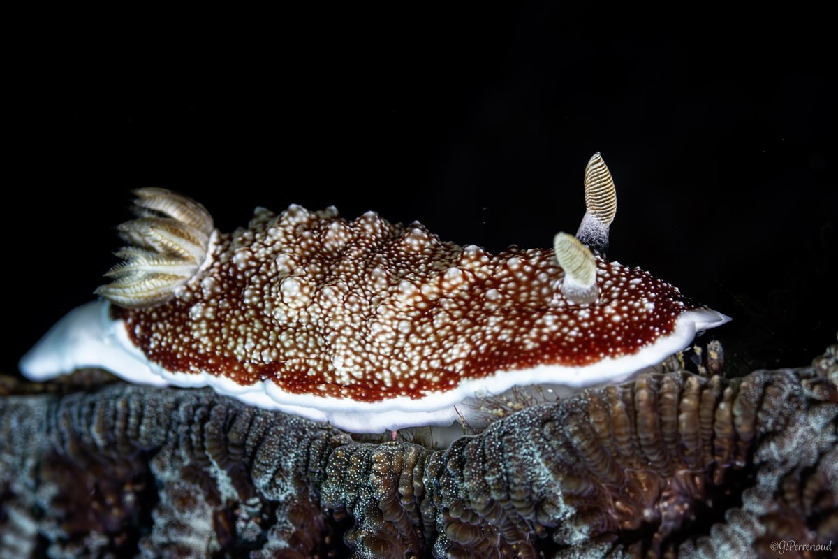 A Goniobranchus reticulatus in the Philippines