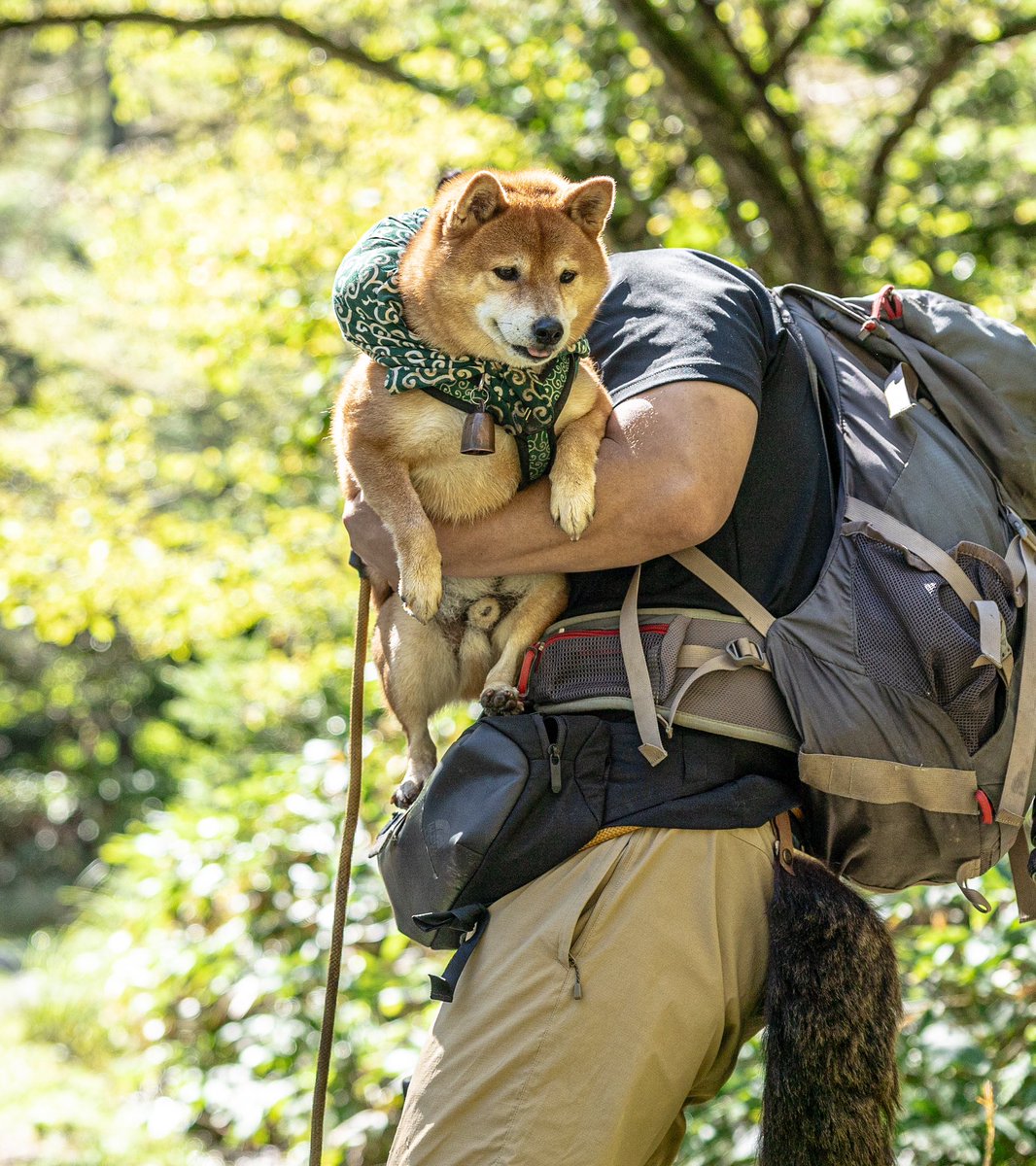 川に入って動けなくなった犬の救出劇