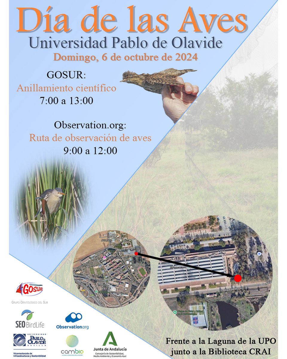 Grupo Ornitológico del Sur (@gosursevilla) on Twitter photo ¡Celebra con GOSUR el Día de las Aves en la UPO!
Te esperamos el próximo domingo, 6 de octubre de 2024, a partir de las 07:00 h en la <a href="/pablodeolavide/">Pablo de Olavide</a> para una jornada de anillamiento científico y observación de aves.
<a href="/SEO_BirdLife/">SEO/BirdLife</a> <a href="/ObservadoEs/">Observation España</a> @CEI_CamBIO ¡Celebra con GOSUR el Día de las Aves en la UPO!
Te esperamos el próximo domingo, 6 de octubre de 2024, a partir de las 07:00 h en la <a href="/pablodeolavide/">Pablo de Olavide</a> para una jornada de anillamiento científico y observación de aves.
<a href="/SEO_BirdLife/">SEO/BirdLife</a> <a href="/ObservadoEs/">Observation España</a> @CEI_CamBIO
