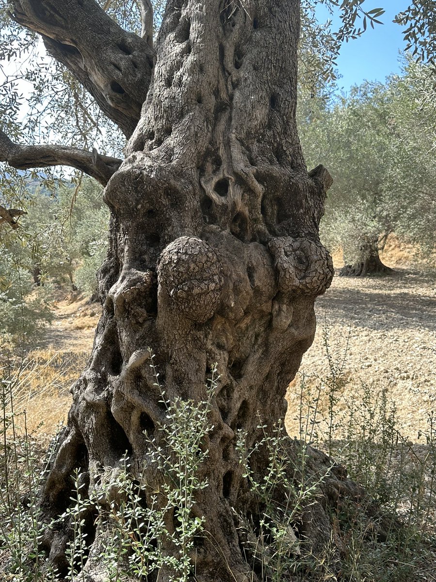 AounMajed's tweet photo. Nature's masterpieces stand tall,โจsculpted by time and rooted in history.โจThese olive trees are living art, symbolizing strength, resilience, and beauty in every twist and turn. We will never fall.
#PeaceForLebanon #OliveTrees #Resilience #RootedInHistory #HaifaWehbe https://t.co/fuKM3v8veF