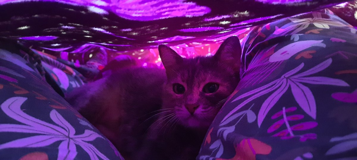 Neutralfleck's tweet photo. It's my favorite goblin's 4th birthday today 🥳 Love you ❤️ https://t.co/U6MUu46GpP