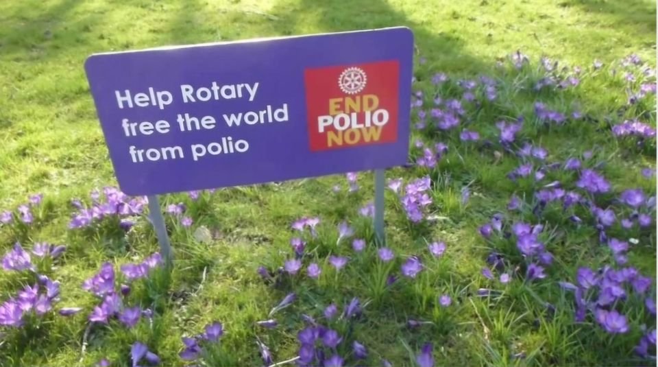Join DIB #volunteers are meeting tomorrow morning at 10am in Lower Parc with <a href="/Rotary/">Rotary International</a> Denbigh Dinbych to plant for #polioawareness Please do come along and lend a hand.