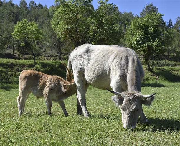 🌳🐄No et perdis la jornada tècnica sobre silvopastura a Manresa el 17 d’octubre! La gestió del risc d’incendis que lidera Jordi Correro al Parc Rural del Montserrat contribueix a la conservació del paisatge i la biodiversitat.

Inscriu-t'hi!👉ruralcat.gencat.cat/web/guest/tran…

#PATT2024