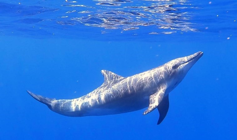 Pürüz dişli yunus Türkiye'de ilk kez kaydedildi
cumhuriyet.com.tr/turkiye/puruz-…