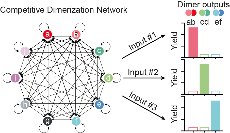 Happy to share our new preprint in Chemrxiv go.shr.lc/4er2ph8! In this work we demonstrate DNA dimerization networks for programmable input-output computation. Nice collaboration with <a href="/OttoLab/">SijbrenOttoLab</a> + a great effort by <a href="/SimoneBrannetti/">Simone Brannetti</a>, <a href="/erica_delgrosso/">Erica Del Grosso</a> &amp; <a href="/SerenaGenti/">Serena Gentile</a>! 👇🧵 1/n