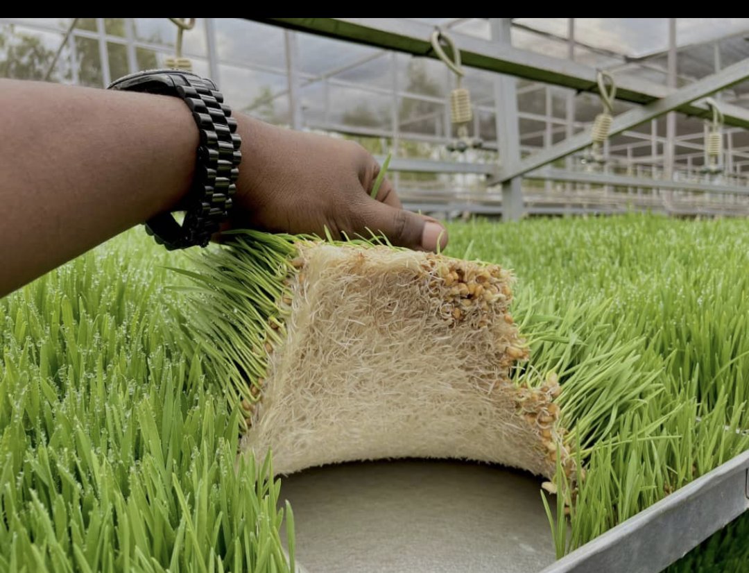kamanzi_claudin's tweet image. Hydroponic #fodder is sustainable solution that can reduce feeding costs and ensure your livestock receives high-quality nutrition year-round.

 Would you like to know more about setting up a hydroponic system?

Say #Yes in the comments