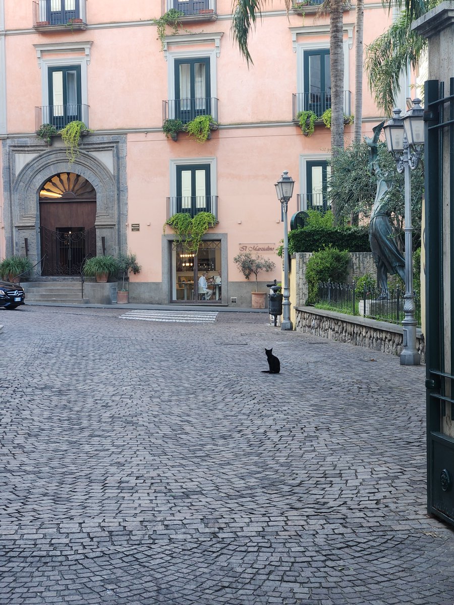 stepheide's tweet photo. Photography 128. #sorrento #italy #blackvoid #cat #catsofitaly https://t.co/1uryGCUAUT