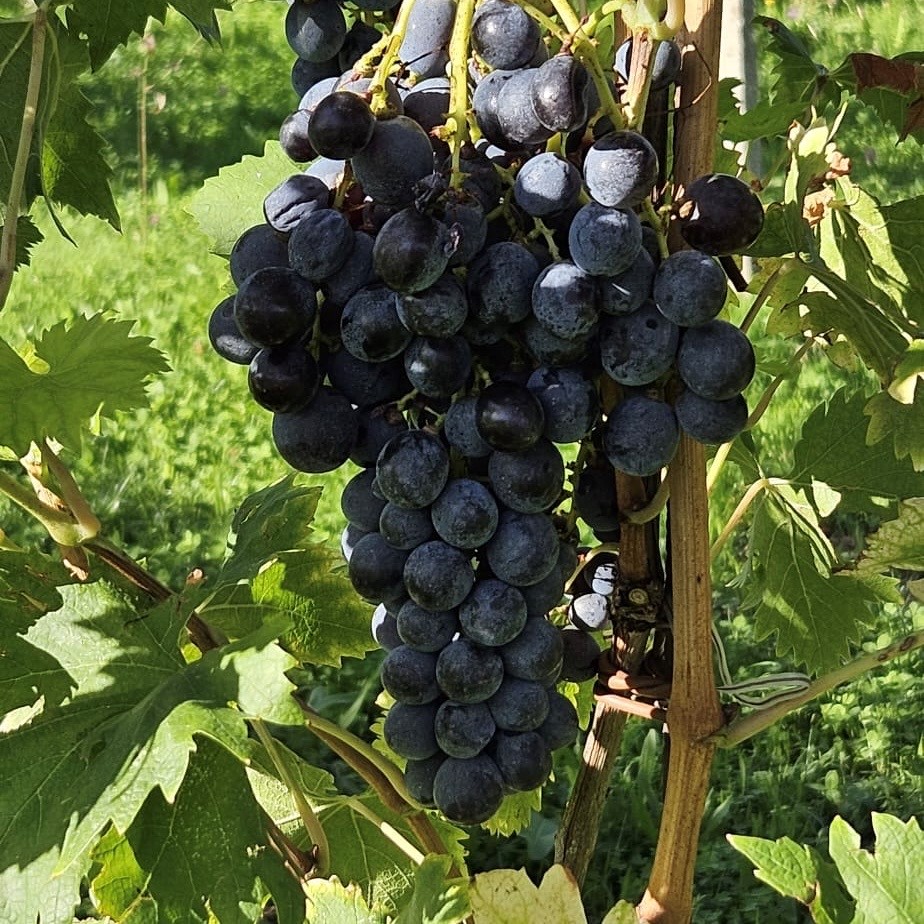 This year nature has put us to the test. With unpredictable weather and sudden rains, our #vineyards have had to fight to give their best. Every challenge shapes the character of the #vintage and we’re ready to turn it into something unique🍷 #valpolicella #newvintage #corvinone