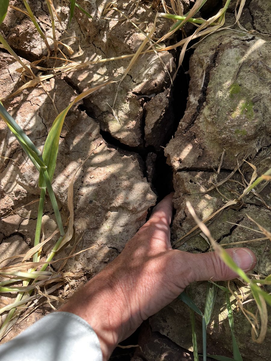 Cracks opening up well now , been drying up rapidly