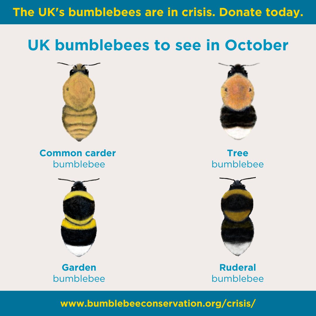 Bumblebee nests come to their natural end as autumn settles in. New queens seek cosy, undisturbed spaces to hibernate alone until spring🍂

Of the UK’s 24 bumblebee species, these four remain active in October🐝

🆘Bumblebees are in crisis. Donate today: ow.ly/k6kk50TwWJz