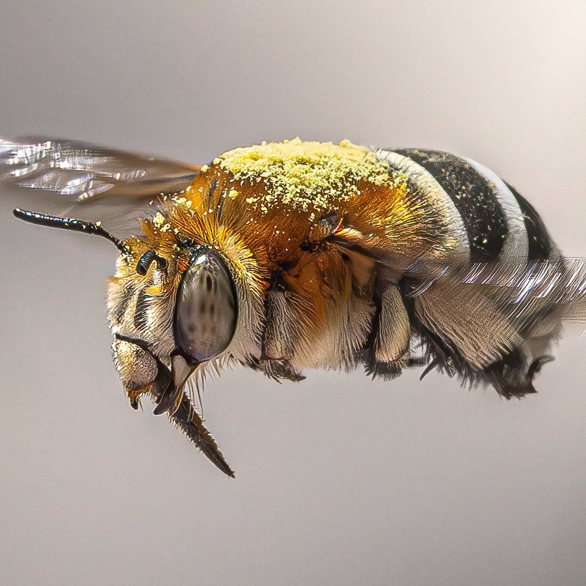 macro_action's tweet image. Layer caked