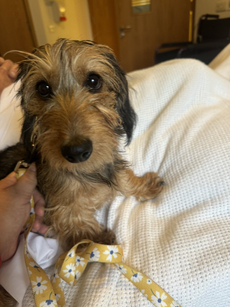 Amber, (RIP) Charlie (RIP) and Maisie (RIP) tweet media