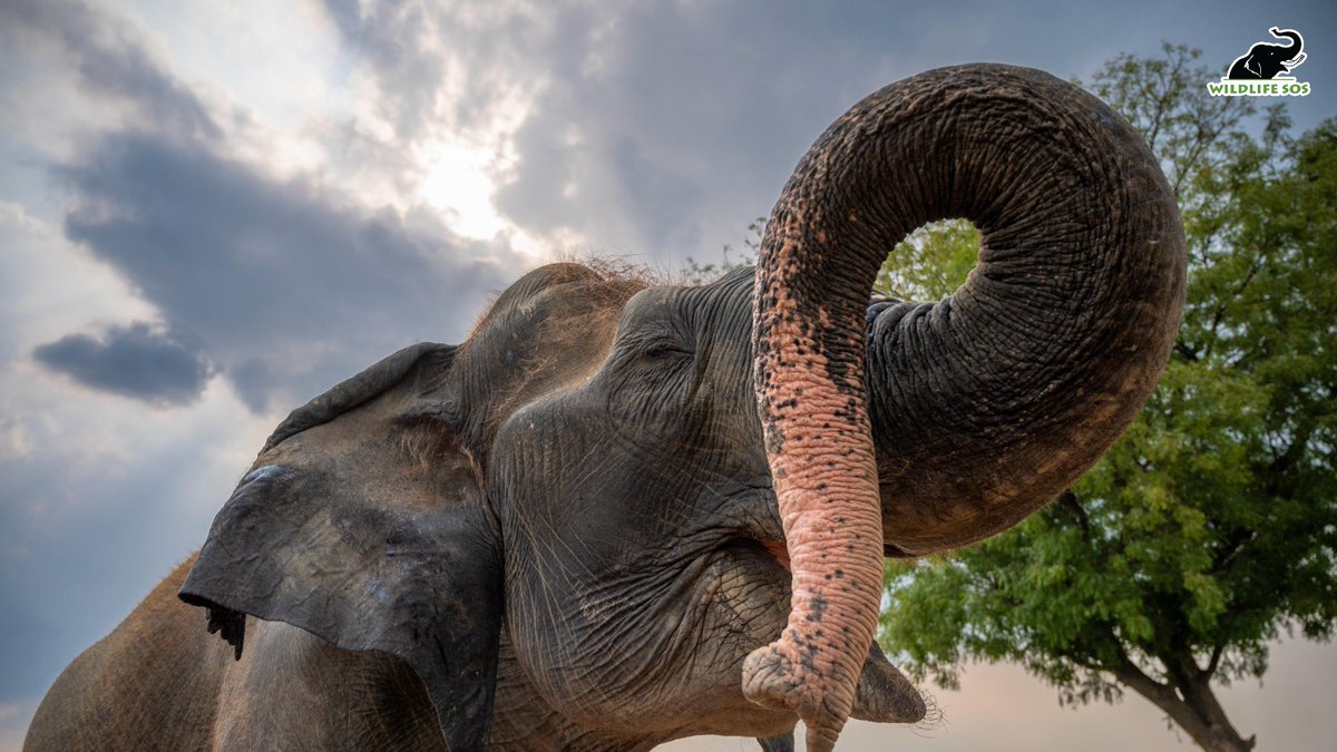 Wildlife SOS tweet media