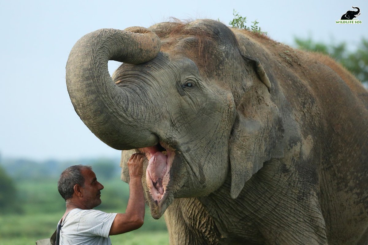 Wildlife SOS tweet media