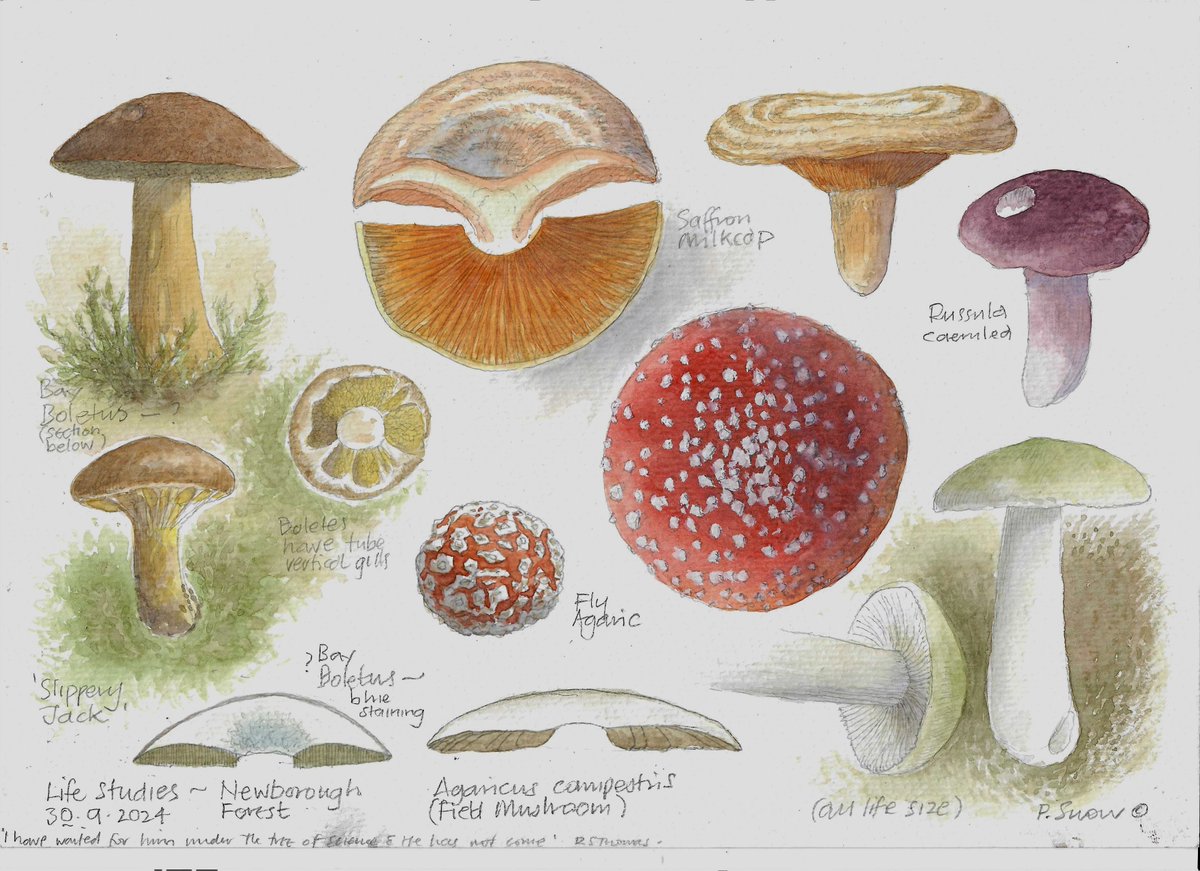 philipsnowart's tweet photo. FUNGI TIME! Yes, as the world descends into chaos I'm painting and eating exotic Fungi... Here's 2 A4 pages from the last few days, Newborough, Anglesey &amp; Treborth Botanical Gardens over on the Mainland... NOTE - not all ID by me yet... Prints available.... .snowartandbooks.co.uk https://t.co/1worWmI6Z4