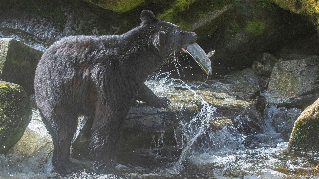 Paul Goldstein (@paulgoldstein59) on Twitter photo Alaskaaaaaaa
Please join me for an Alaska webinar with <a href="/steppestravel/">Steppes Travel</a> on the Thursday 10th October at 18:30 - 19:30 join vis link
- shorturl.at/MCllY
•
•
•
Details of SE Alaska voyage July 2025 available via linkin.bio/paulgoldsteinp… Alaskaaaaaaa
Please join me for an Alaska webinar with <a href="/steppestravel/">Steppes Travel</a> on the Thursday 10th October at 18:30 - 19:30 join vis link
- shorturl.at/MCllY
•
•
•
Details of SE Alaska voyage July 2025 available via linkin.bio/paulgoldsteinp…