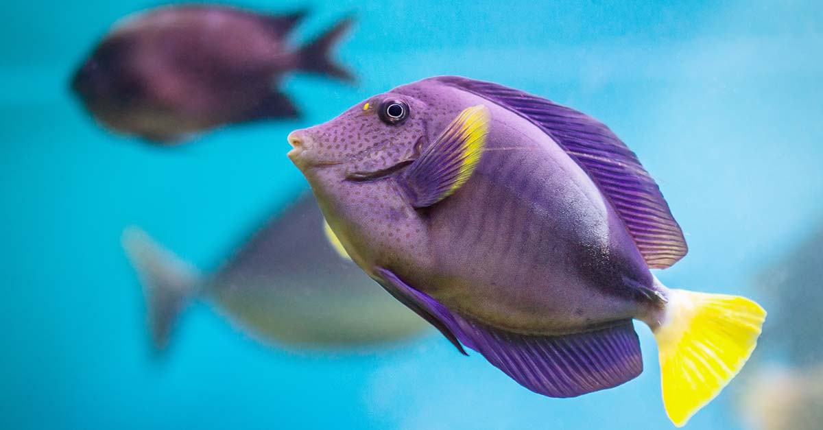 Thefactmagic's tweet image. Did you know these Facts about Fish?

Click here to know more:- thefactmagic.com/categories-Ani…

#FishFacts #FunFishFacts #DidYouKnow #UnderwaterWonders #AquaticTrivia #FascinatingFish #OceanFacts #TwitterTips #SocialMediaStrategy #TwitterCommunity