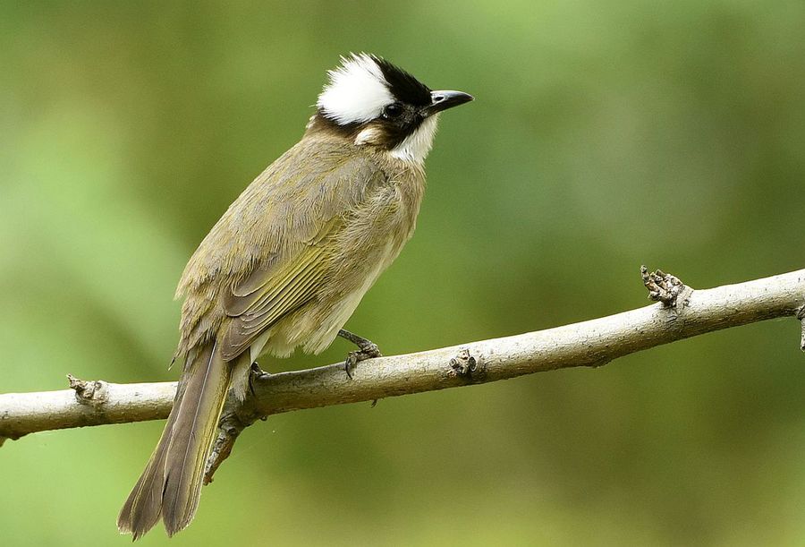 avianres's tweet photo. NEW paper in Avian Research:
#Anthropogenic #nesting materials and #reproductive performance of Chinese #Bulbuls (Pycnonotus sinensis) along the #urbanization gradient in Hangzhou, China
https://t.co/bBNdS1UXBt
#ornithology #birds #hatching https://t.co/Ia5cKrRnR7