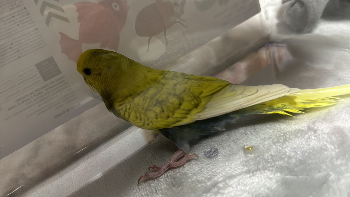 Rurichasoo's tweet photo. 家の裏口に脱走インコいた(´•ω•ˋ)とりあえず虫かご入れて捕まえたんだけど、鳥飼ったことないしどうするか… https://t.co/nIgxXYnpu8