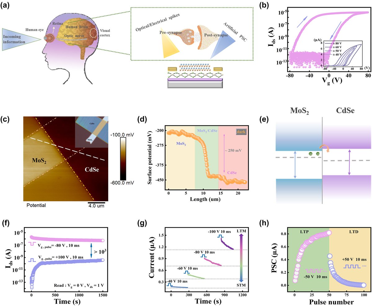 Nanophotonics_J's tweet image. Artificial optoelectronic synapse based on CdSe nanobelt photosensitized MoS2 transistor with long retention time for neuromorphic application

#cadmiumselenide
#artificialsynapse
#neuromorphicapplication

degruyter.com/document/doi/1…