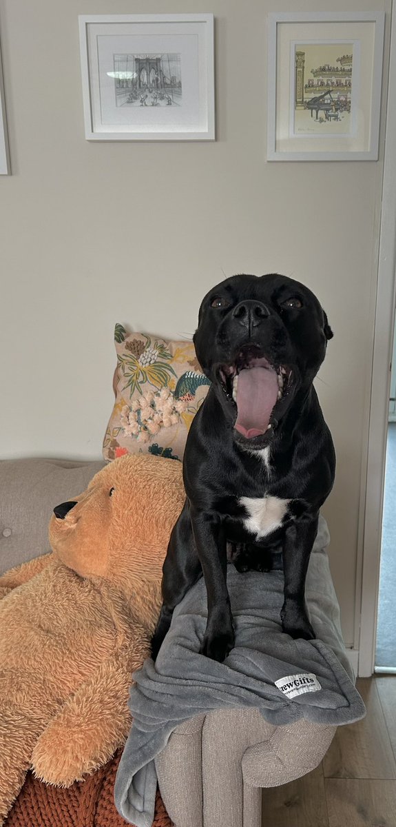 It’s #InternationalBlackDogDay and did you know, black dogs are the most overlooked at the dog shelters - we are amazing doggos and love you with all our hearts <a href="/cardiffdogshome/">Cardiff Dogs Home</a> #tongueouttuesday