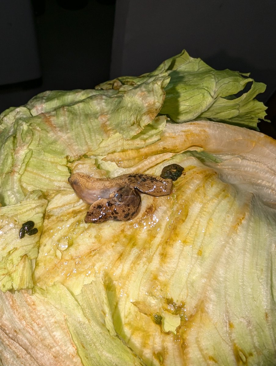 Ashwin_Jac's tweet photo. @SwiggyInstamart stop taking your customers for granted. This is the 2nd time we got a live organism on our iceberg lettuce. This time it's a fat ass worm or a snail. Can't really tell. https://t.co/I2YnzPbyAY
