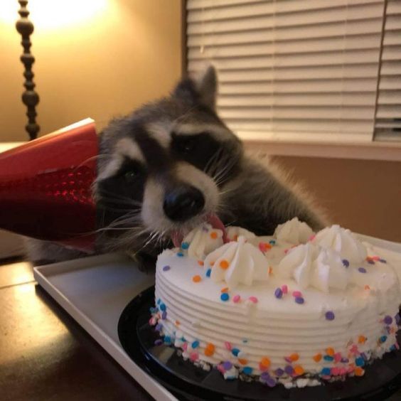 Why you should have a Raccoon tweet media