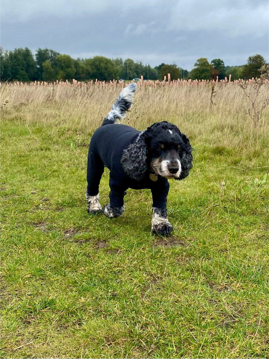 Walking-n-Wagging 🐾🐾 tweet media