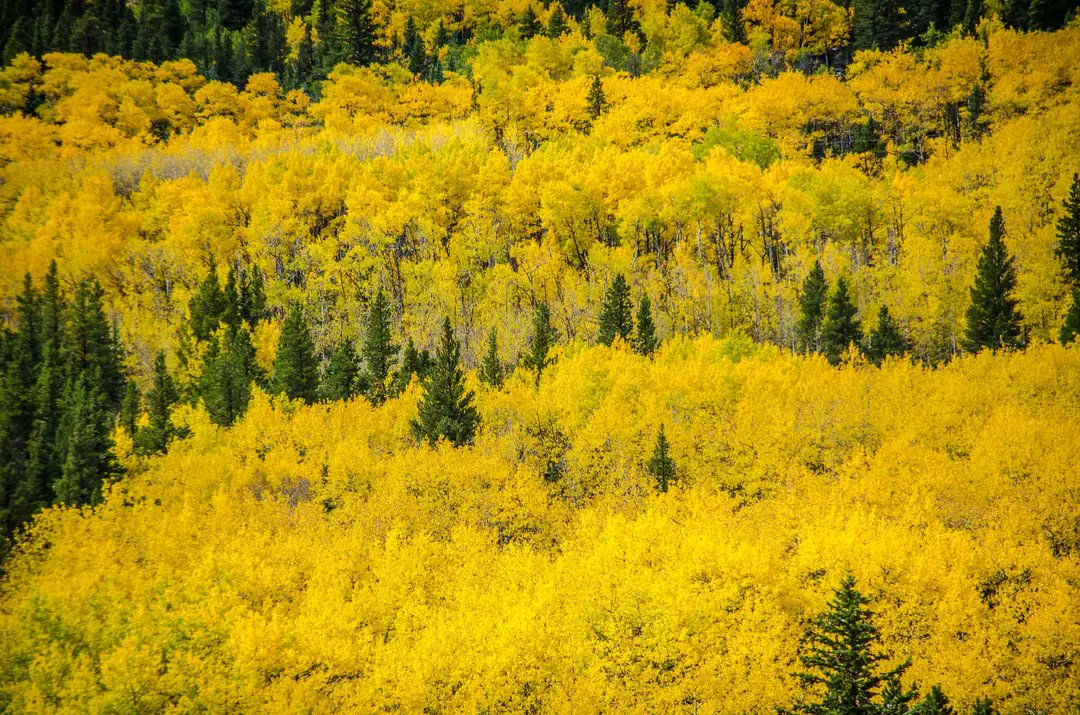 corylanders1's tweet photo. Colorful Colorado https://t.co/fYznCfby4f