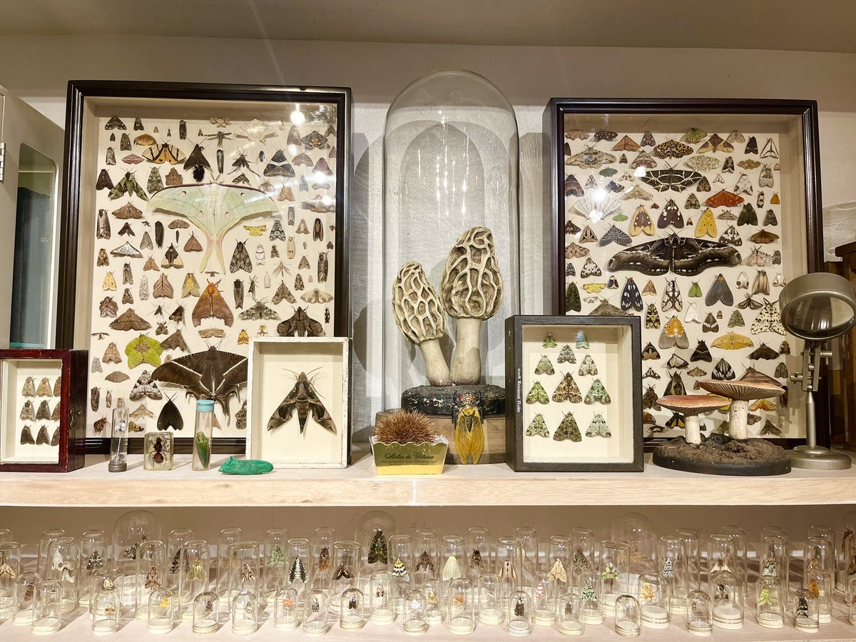 蛾が嫌いな人も歓迎です。
虫る？
アウトオブミュージアムにて蛾を中心とした虫の展示10月3日から6日まで。　
是非！