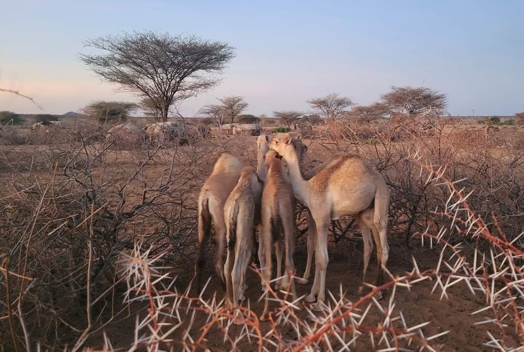 Human Sociality Lab tweet media