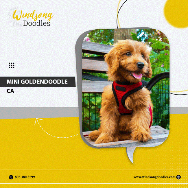 labradoodlemoon's tweet image. Experience the magic of mini Goldendoodles in California! Our adorable pups are bred for their small size, gentle temperament, and undeniable cuteness.

bit.ly/3QIHsFD 

#WindsongDoodles #TrainedGoldendoodle #CaliforniaPets #DogTraining