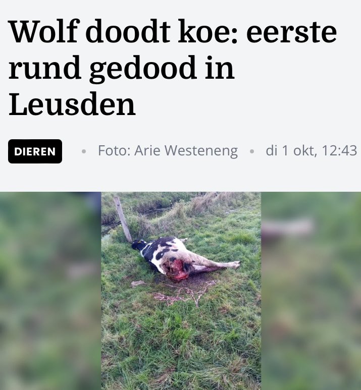 Ik kan er niet aan wennen aan wolven 😔<a href="/ProvUtrecht/">Provincie Utrecht</a>