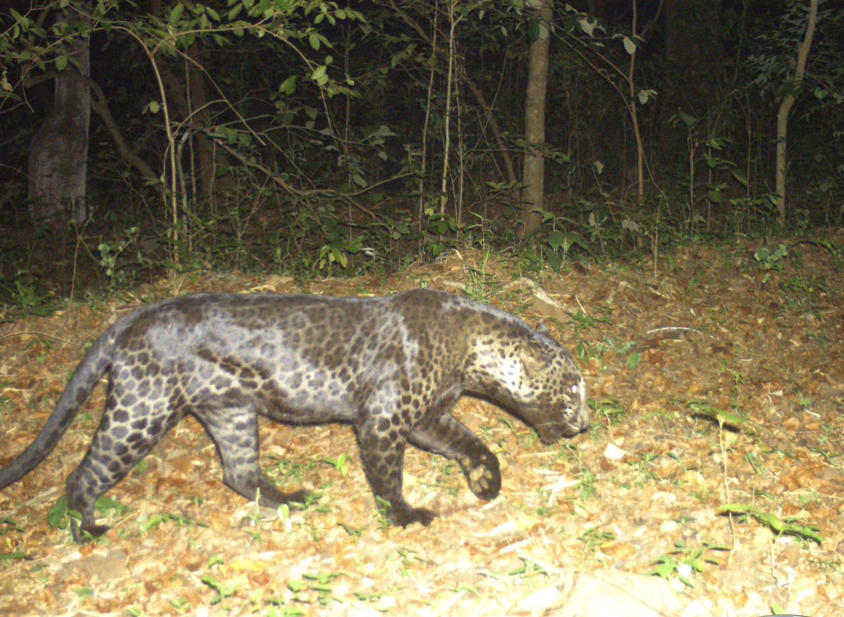 Susanta Nanda IFS (Retd) tweet media