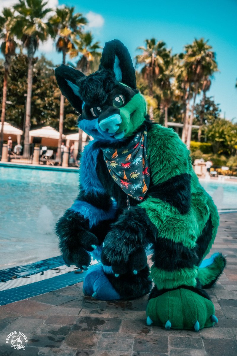 ToonersWuff's tweet photo. It’s so cold and rainy, take me back to the sunshine and the pool side. 🥺💙💚

📸 @ReverbHusky https://t.co/UbZ2o6iRKR