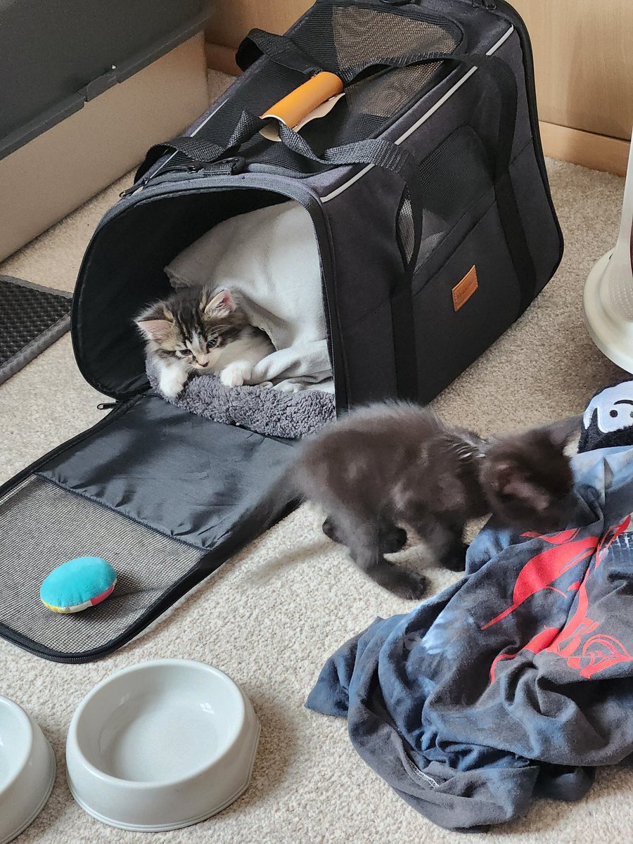 BOBA 🐀 tweet media