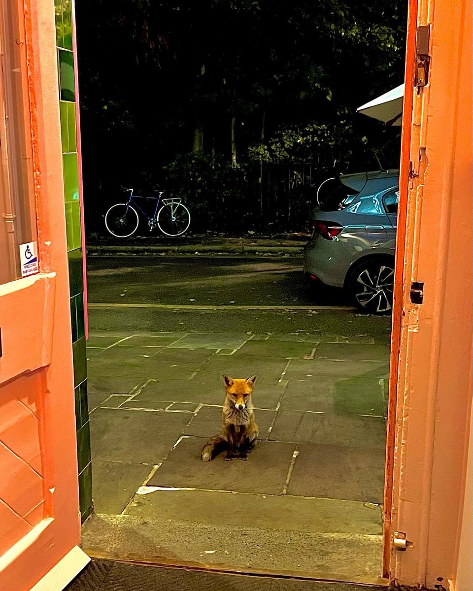 Smthingdifrnt's tweet image. There&apos;s a fox at the lesbian bar