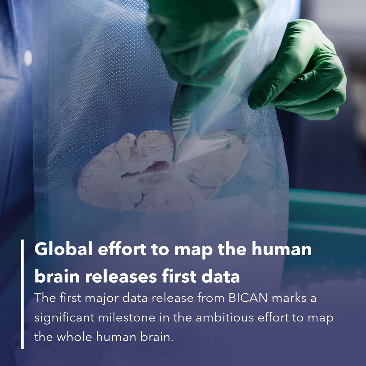 The BRAIN Initiative® Cell Atlas Network (BICAN) has launched its first major data release, marking a significant milestone in the ambitious effort to map the whole human brain. 🧵

#studyBRAIN #neuroscience #openscience